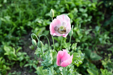 Pink poppy growing in the field, poppy box, seeds