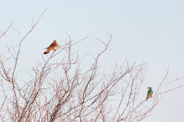 A summer hawk follows a raven (Coracias garrulus) bird through a tree. on the hunt