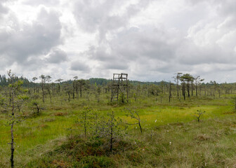 Fototapeta na wymiar simple wooden hunting tower in the bog, hunting concept, traditional bog plants, bog background, swamp texture