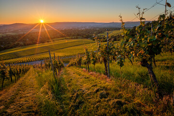 Sunrise with sunstars in a german vineyard scene