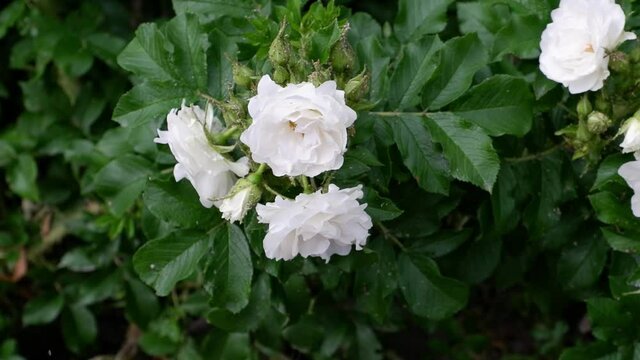 A branch with white flowers moving in the wind. 4k.