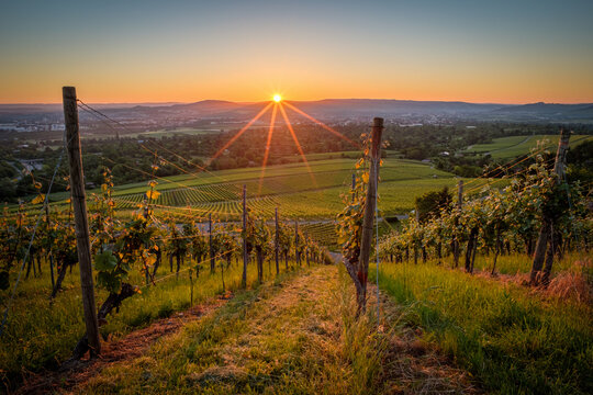 Gorgeous sunrise in german vineyard