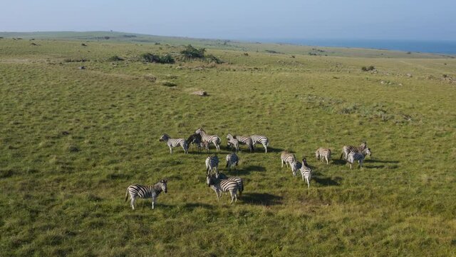 Aerial view of a herd of Zebra at the Mkambati Nature reserve, Eastern Cape, South Africa