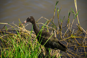 black bird in the grass near water
