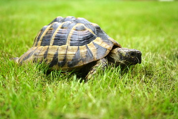 Griechische Landschildkröte, Schildkröte im Gras