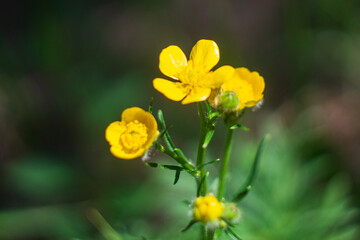 A yellow flower on a green background. Summer atmosphere.