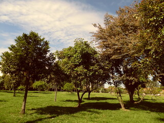 tree in the park