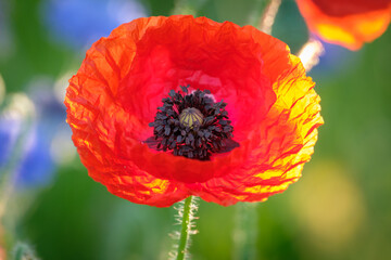 Red poppy flower