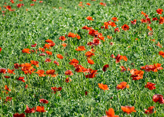 summer landscape with red poppy field, wallpaper, poppy flower background