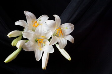 White Madonna lily flowers, Lilium candidum	