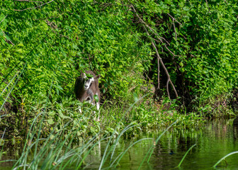 summer landscape with a small goat on the river bank, a goat looking at a passing boat