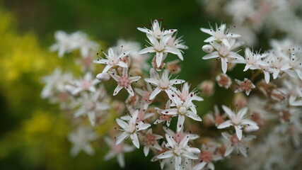 Pink flowers in the garden
