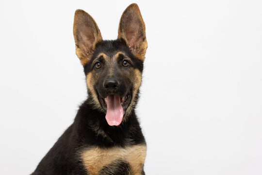 A beautiful muzzle is the German shepherd puppy , isolated on a white background. Fluffy dog close-up of brown and black color