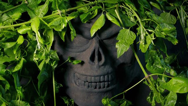 Skull Rock Carving Revealed Behind Jungle Foliage