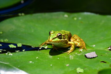RANA