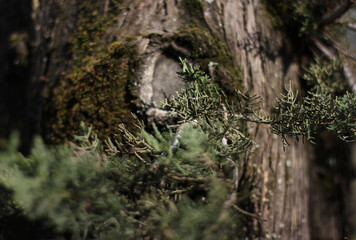 moss on coniferous tree