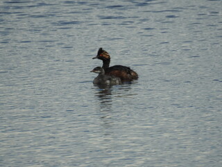 Eared Grebe With Chick
