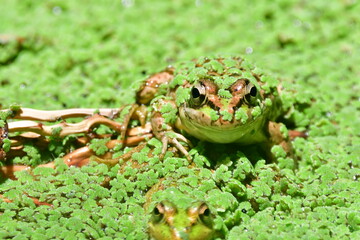 RANA