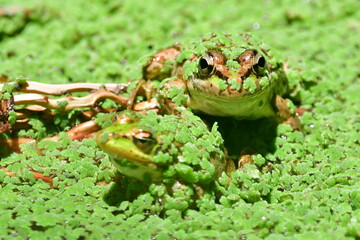 RANA