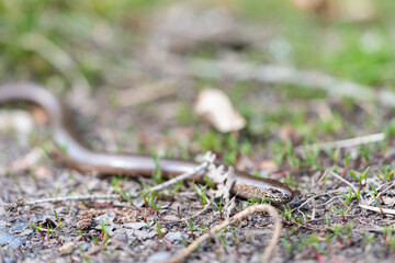 Blindworm in the german forrest