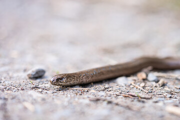 Blindworm in the german forrest