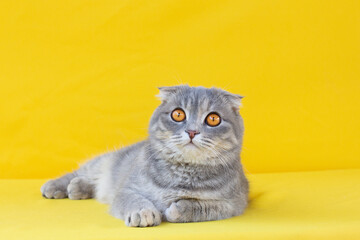 Portrait of a gray striped Scottish Fold cat with yellow eyes close-up on a yellow background. Cute funny curious pet.