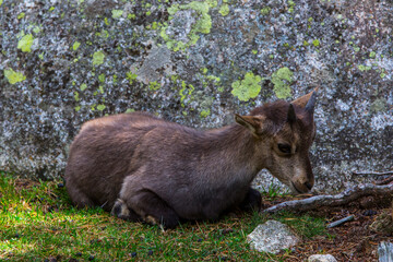 Mountain goat (Capra pyrenaica) in Cerdagne, Pyrenees, France