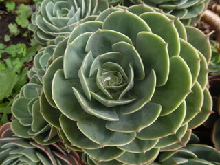 close up of plant