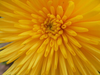 yellow gerber daisy Macro