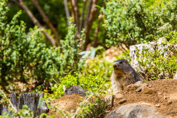 Naklejka na ściany i meble Marmot, groundhod (Marmota marmota) in Cerdagne, Pyrenees, France