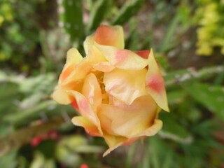 yellow rose 
