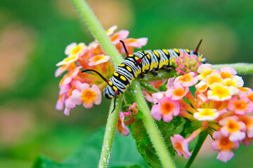 Close up view of Colorful Caterpillars on new flowers of trees