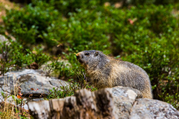 Naklejka na ściany i meble Marmot, groundhod (Marmota marmota) in Cerdagne, Pyrenees, France