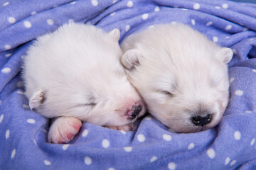 Two small two weeks age cute white Samoyed puppies dogs