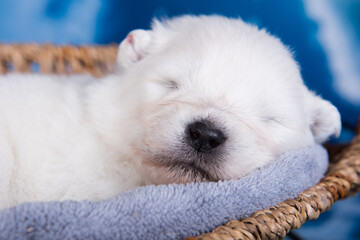 White fluffy small Samoyed puppy dog in a basket