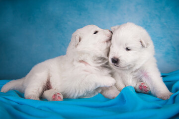 Two small one month old cute white Samoyed puppies dogs