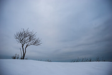 Winter landscape. A lonely tree amid snow, sky and clouds.
