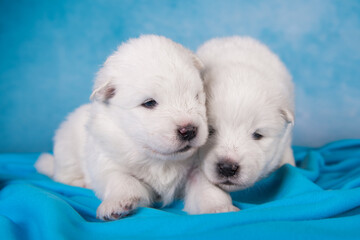 Two small one month old cute white Samoyed puppies dogs