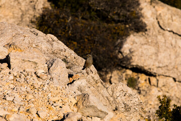 Rock sparrow (Petronia Petronia) in Ports de Beseit, Tarragona, Spain