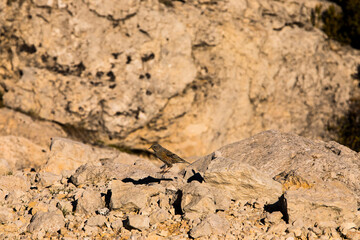 Rock sparrow (Petronia Petronia) in Ports de Beseit, Tarragona, Spain