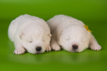 Two small one month old cute white Samoyed puppies dogs