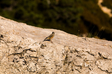 Rock sparrow (Petronia Petronia) in Ports de Beseit, Tarragona, Spain
