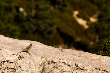 Rock sparrow (Petronia Petronia) in Ports de Beseit, Tarragona, Spain