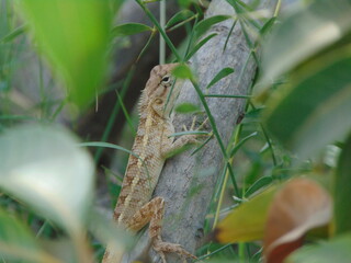 lizard on the tree