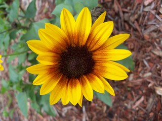 Helianthus x annuus Sunflower in the garden