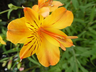 orange tiger lily flower