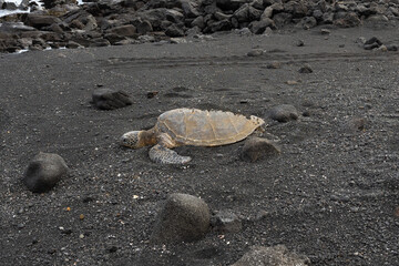 Green sea turtle sunning on black sand beach on the Big Island of Hawaii.