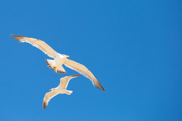 Gaviotas volando sobre cielo azul