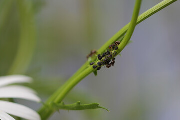  ants milking honey dew from sucking aphids