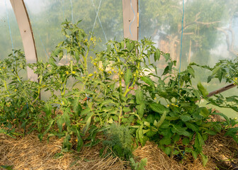 healthy tomato seedlings in a greenhouse, land mulched with hay, growing vegetables, gardening as a hobby, home-grown tomatoes